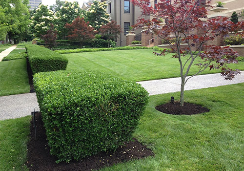 Pruning services and design by Outdoor Creative Design in St. Louis, Missouri.